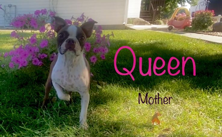 Queen - Boston Terrier